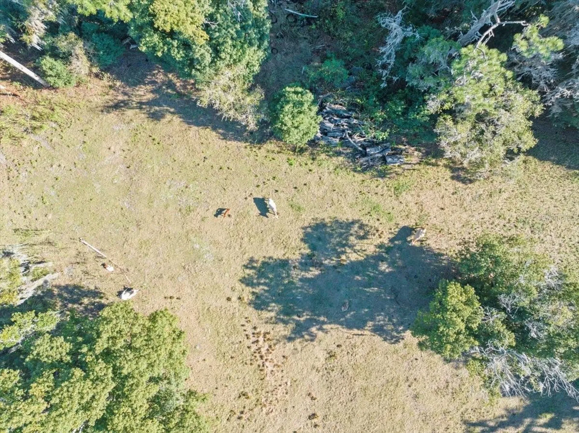 Boy Scout Road Odessa FL 33556