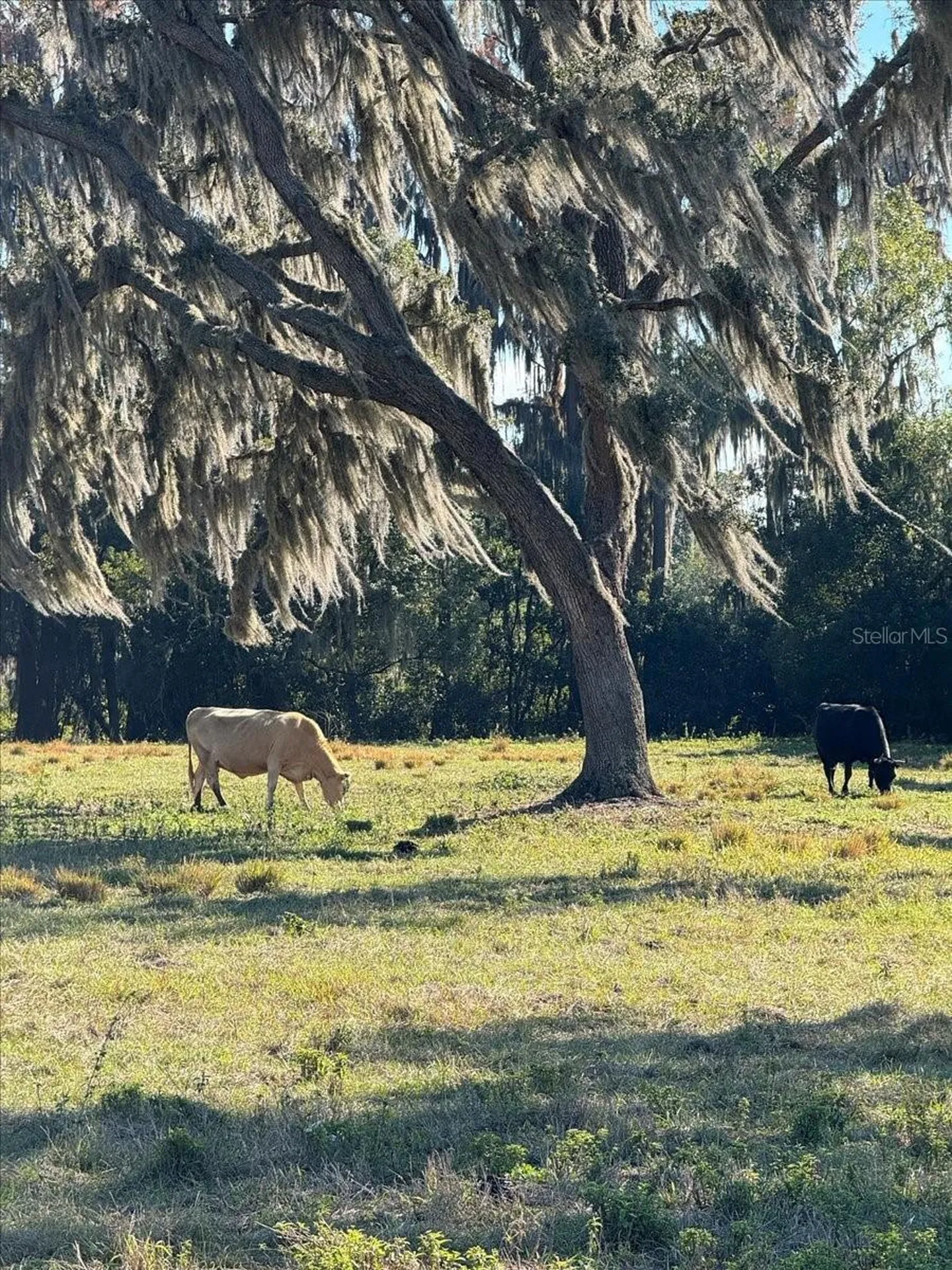 Boy Scout Road Odessa FL 33556