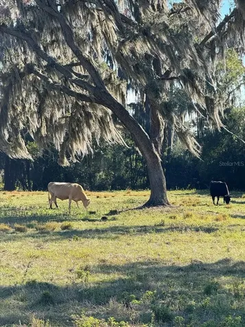 Boy Scout Road Odessa FL 33556