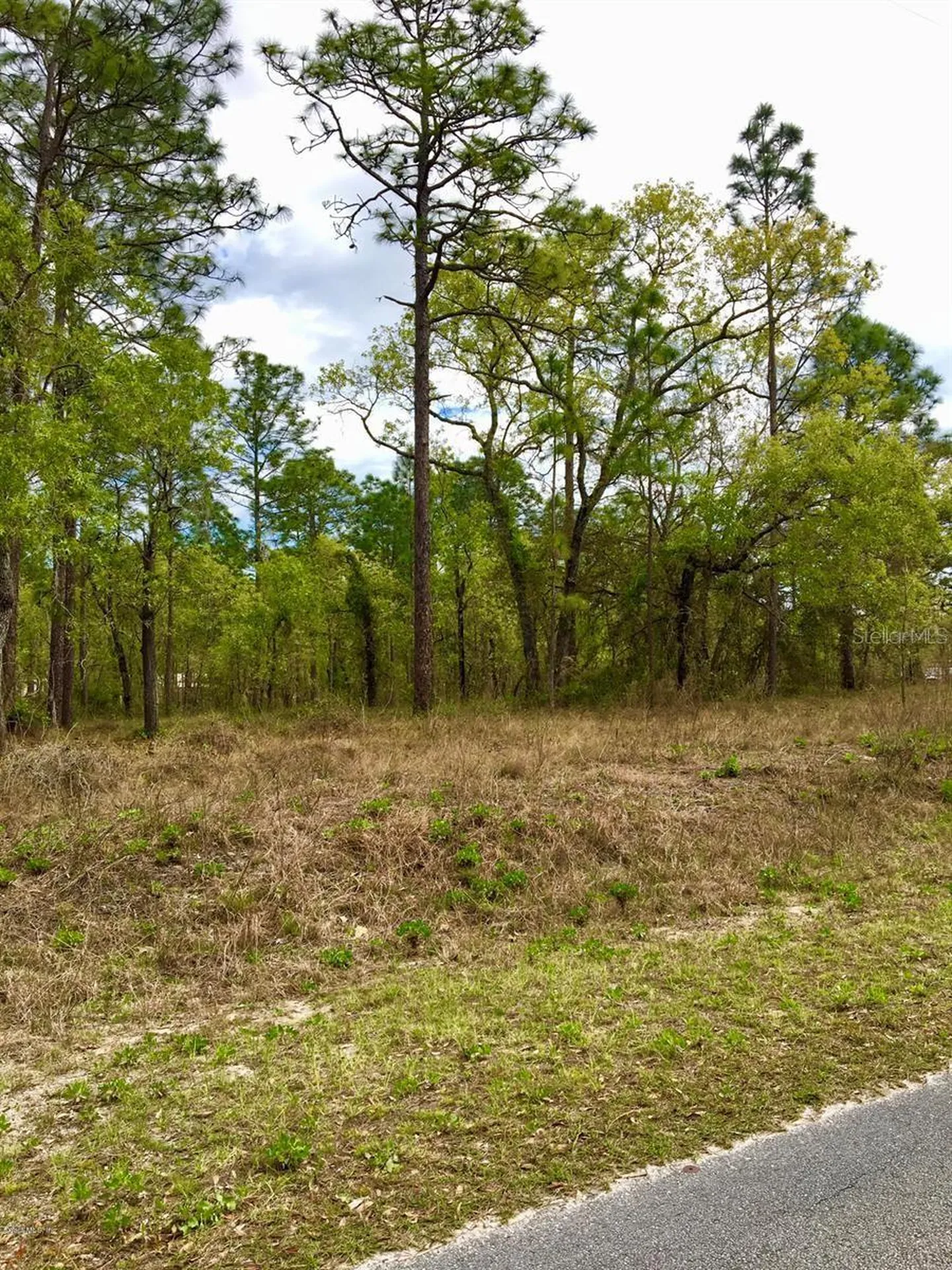 NW Falcon Avenue Dunnellon FL 34431