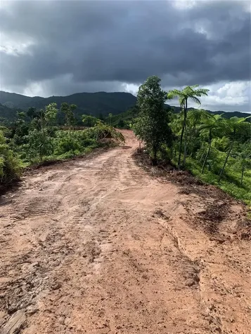 Guayabotas Yabucoa PR 00767