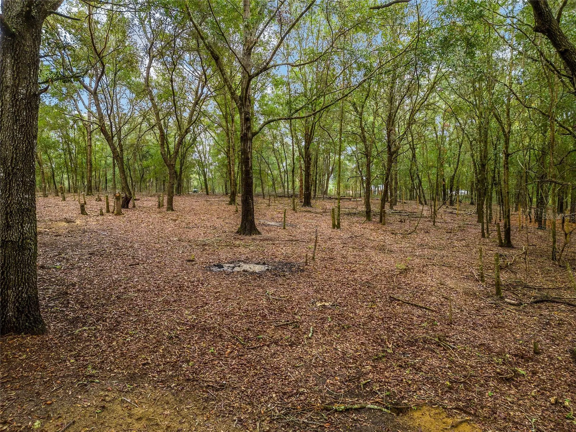 8251 NE 110th Street Bronson FL 32621