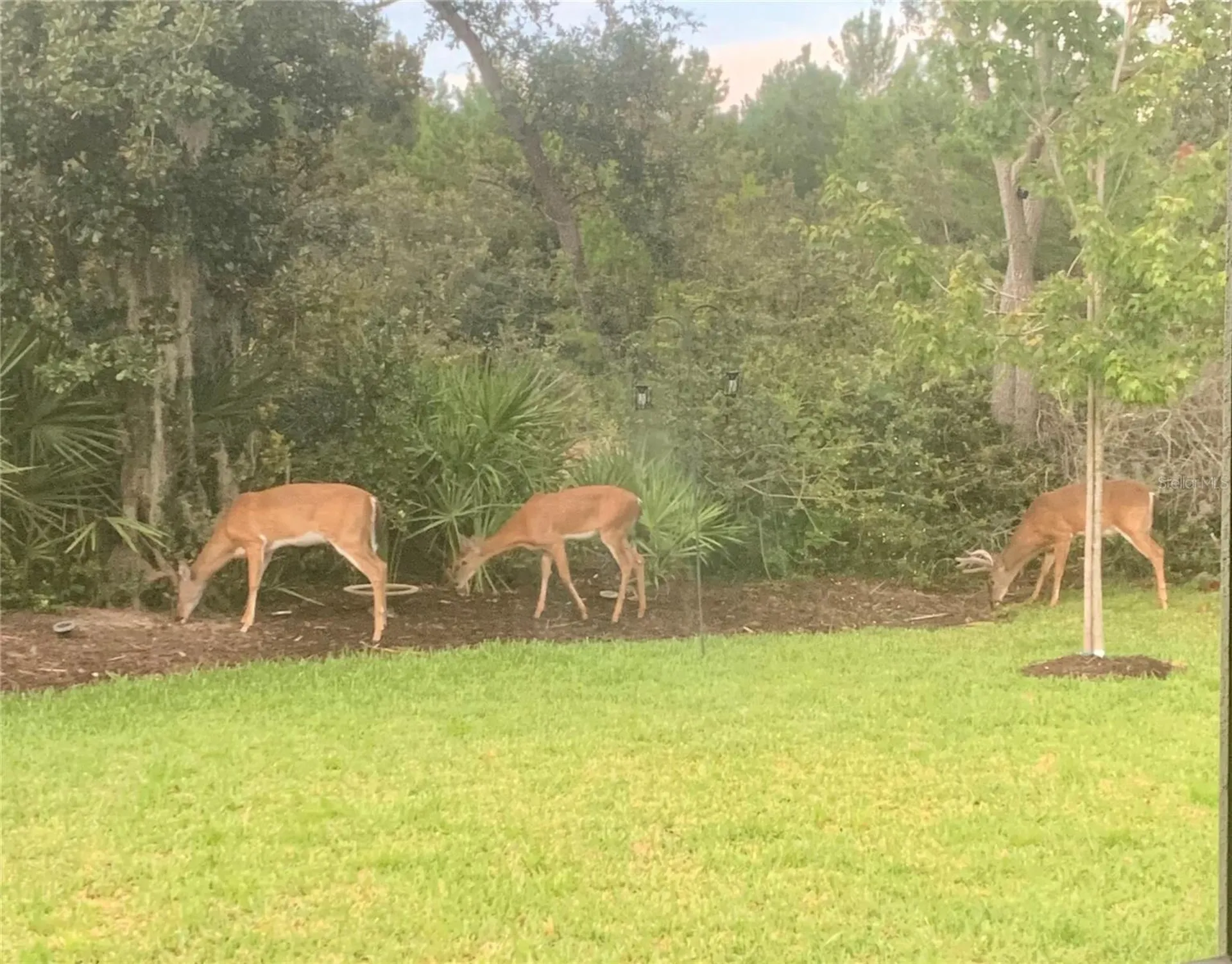 2745 Portadown Street Ormond Beach FL 32174