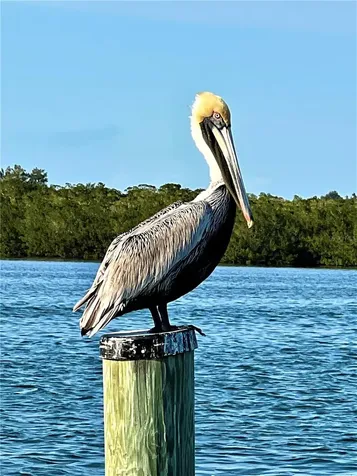 8142 Little Gasparilla Island Placida FL 33946