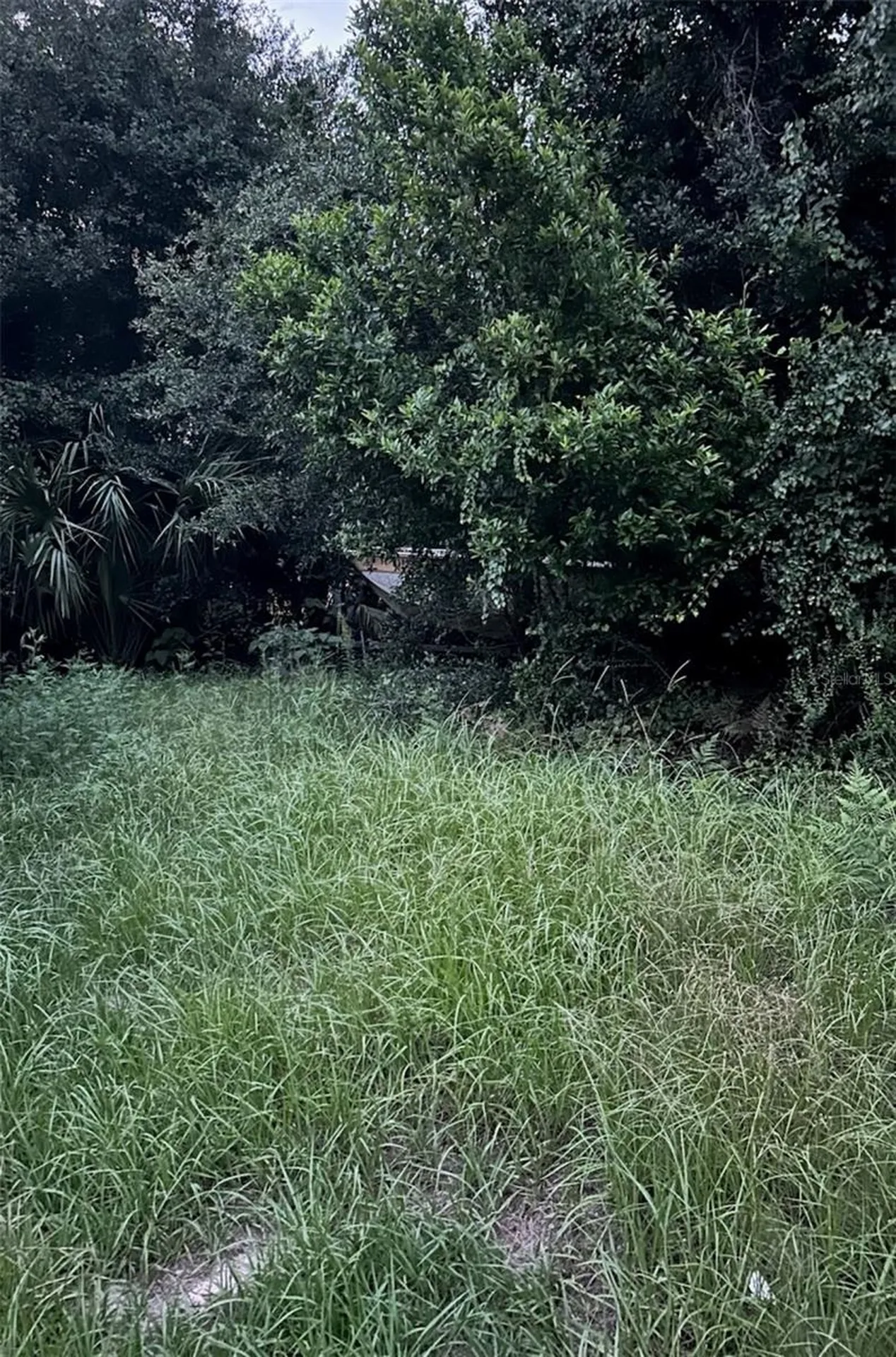 SE 135 Lane Umatilla FL 32784