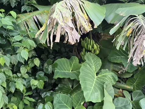 3.9 Km Bo Juan Martin Yabucoa PR 00767