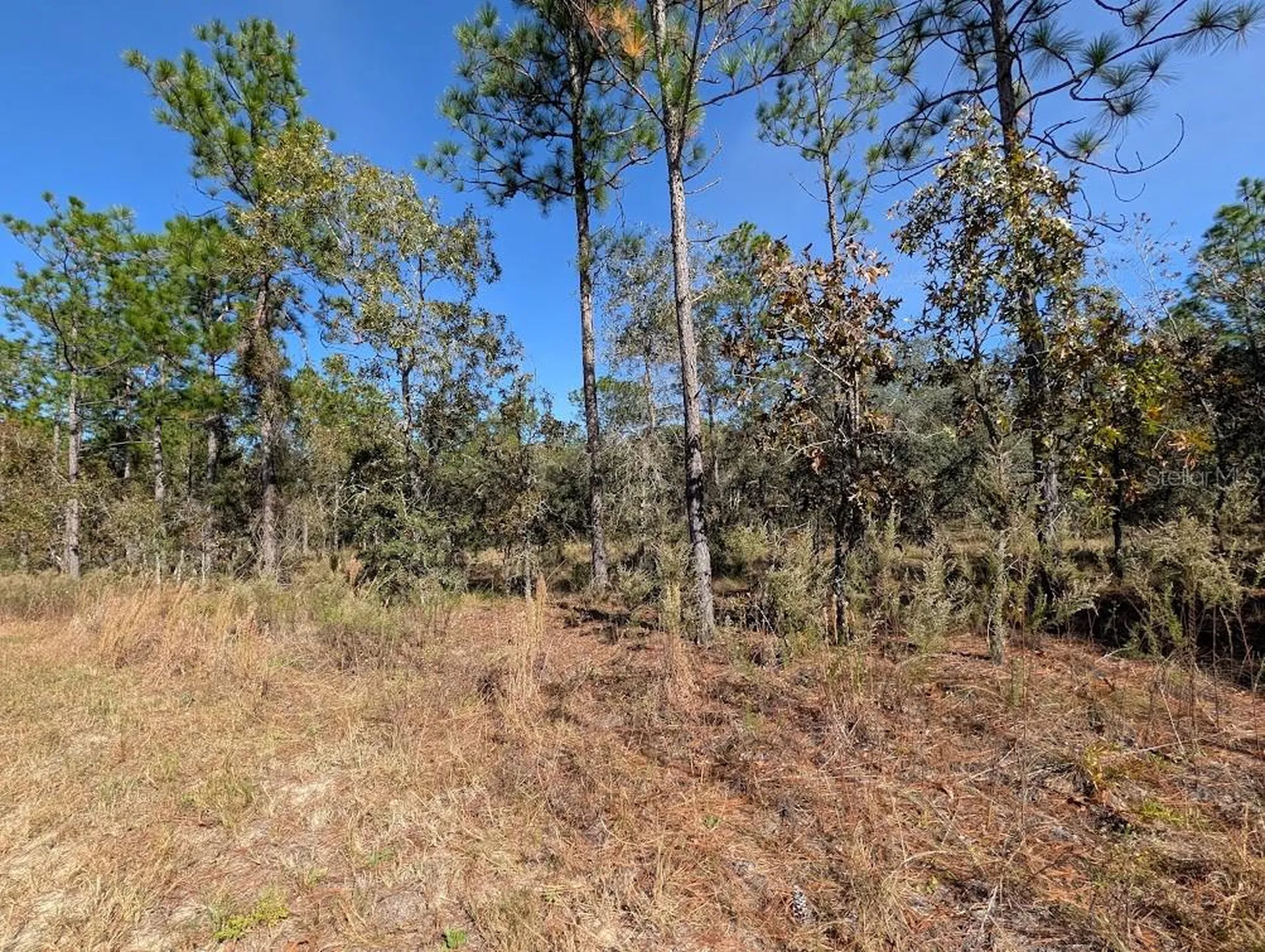 SE 135th Court Dunnellon FL 34431
