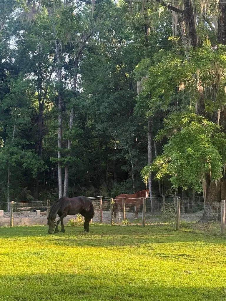 22924 NW 91st Court Road Micanopy FL 32667