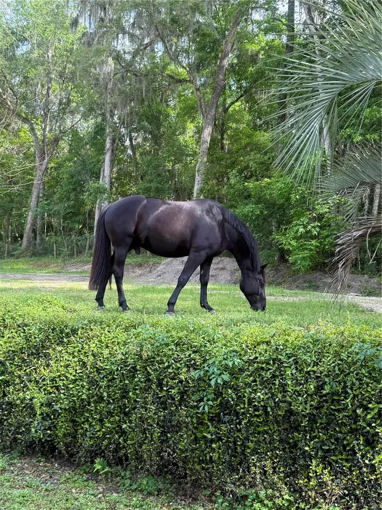 22924 NW 91st Court Road Micanopy FL 32667