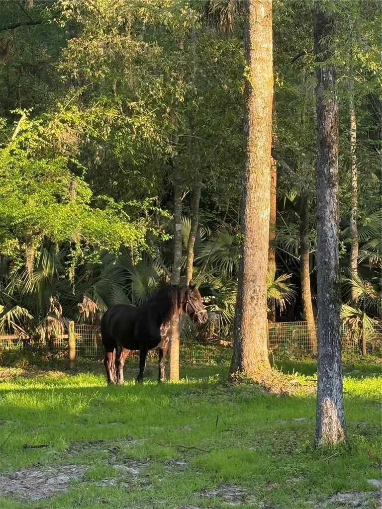 22924 NW 91st Court Road Micanopy FL 32667