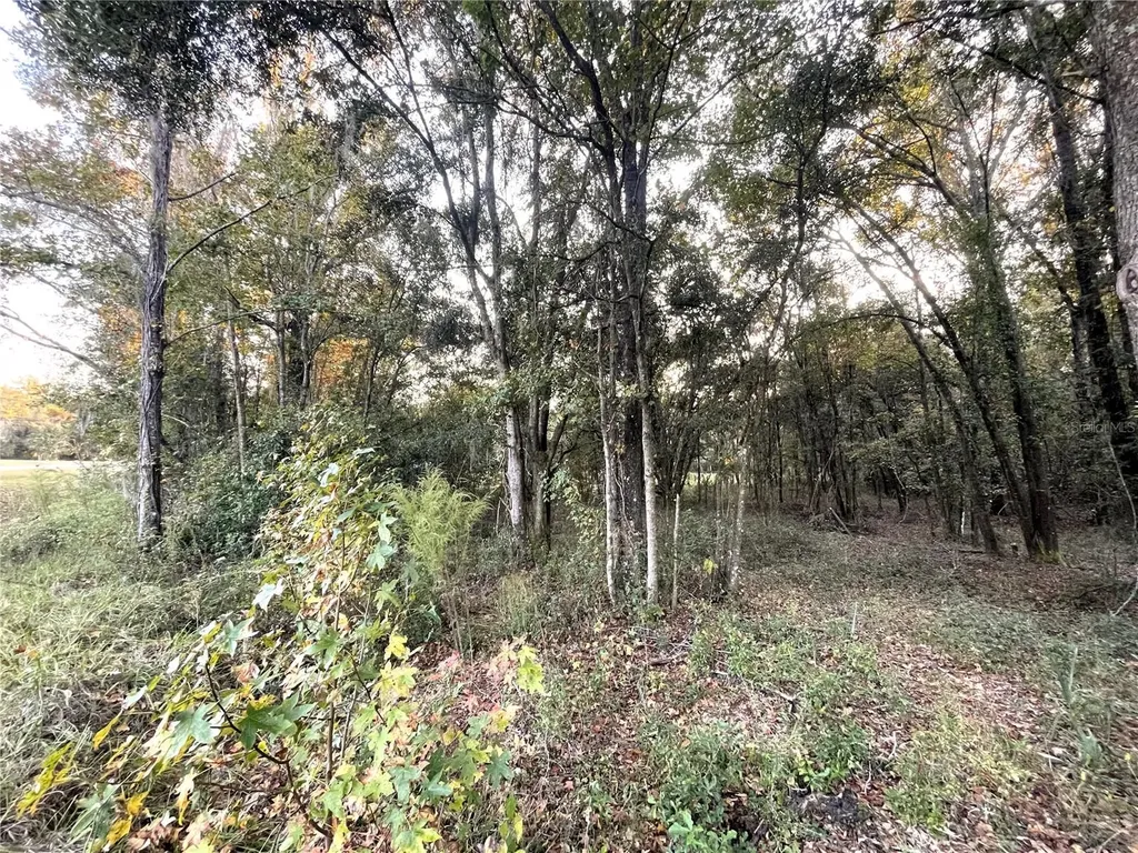 NW 145th Avenue Lot 25 Williston FL 32696