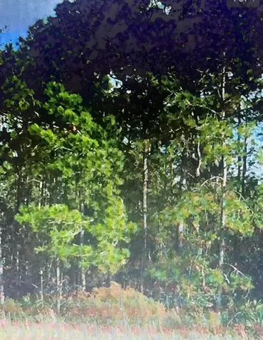 SW 194 St, Archer, Fl 32618 - O4462-011-000 Archer FL 32618