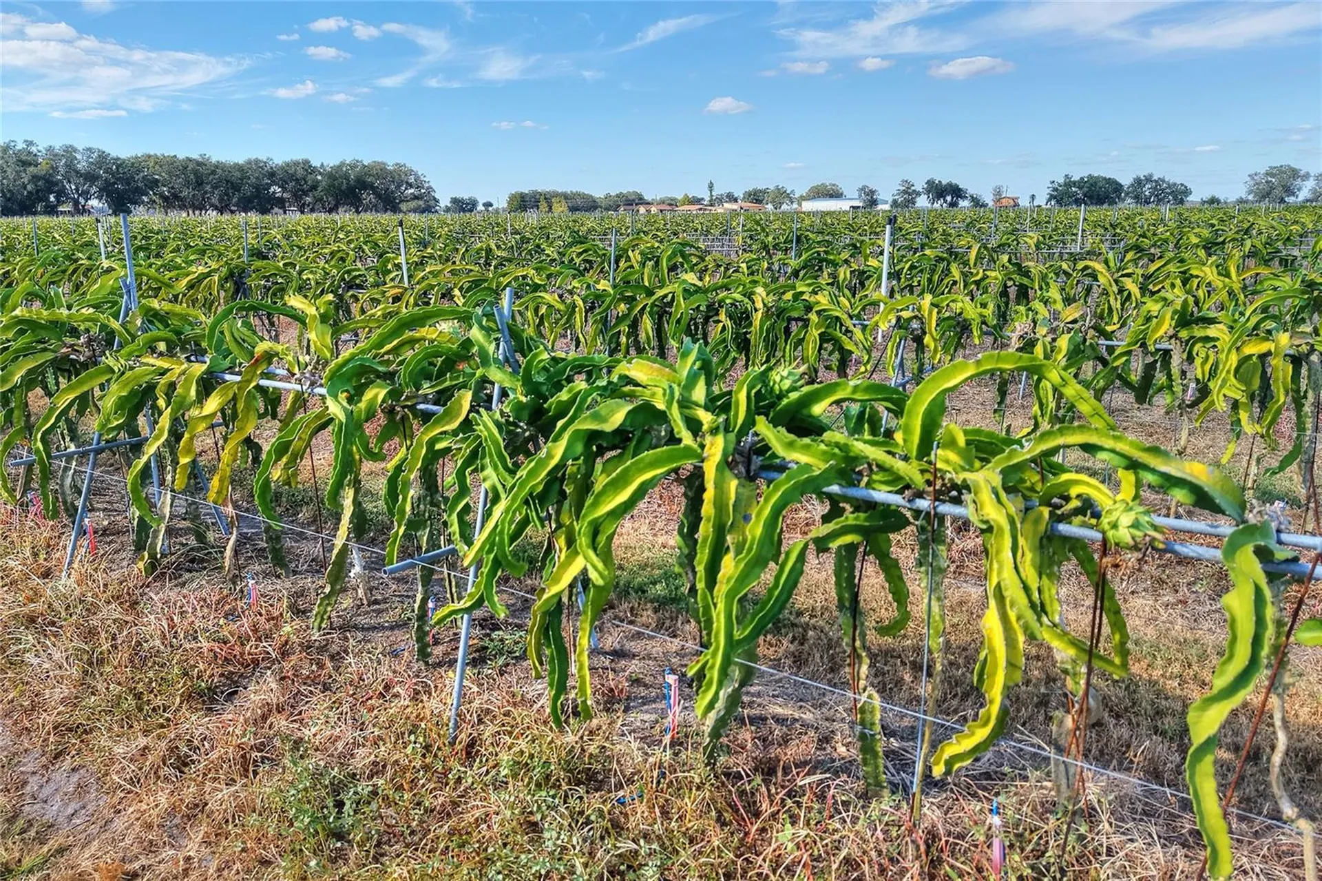 6018 NW County Road 661a Arcadia FL 34266