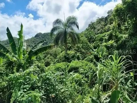 PR-446 Km 7.5 Isabela PR 00662