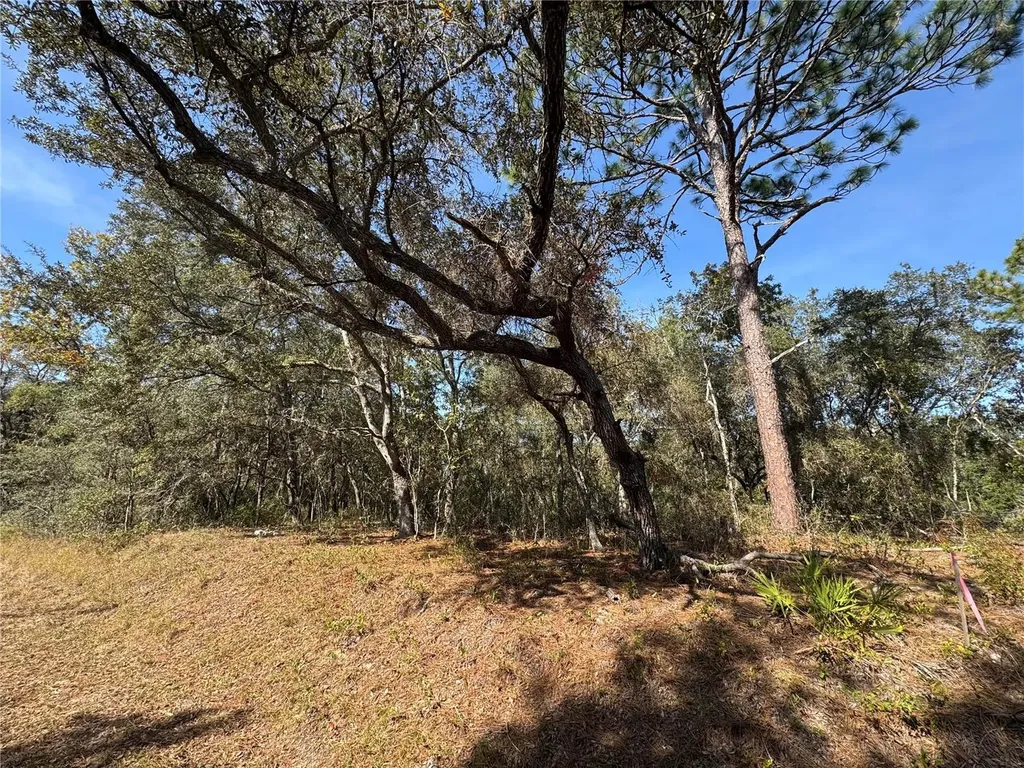 SE 115 Place Road Ocklawaha FL 32179