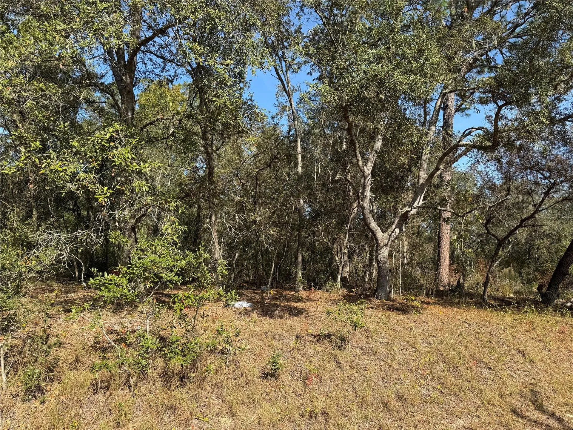 SE 115 Place Road Ocklawaha FL 32179