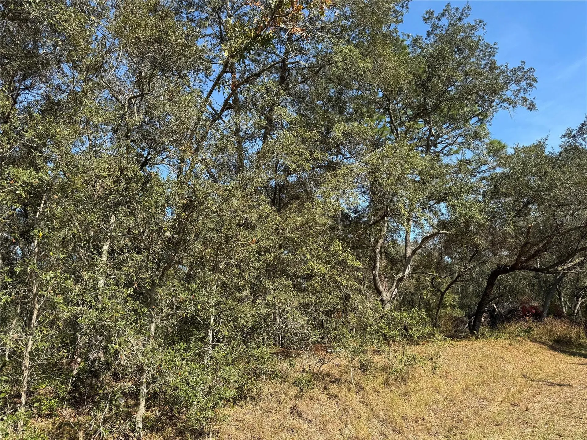 SE 115 Place Road Ocklawaha FL 32179