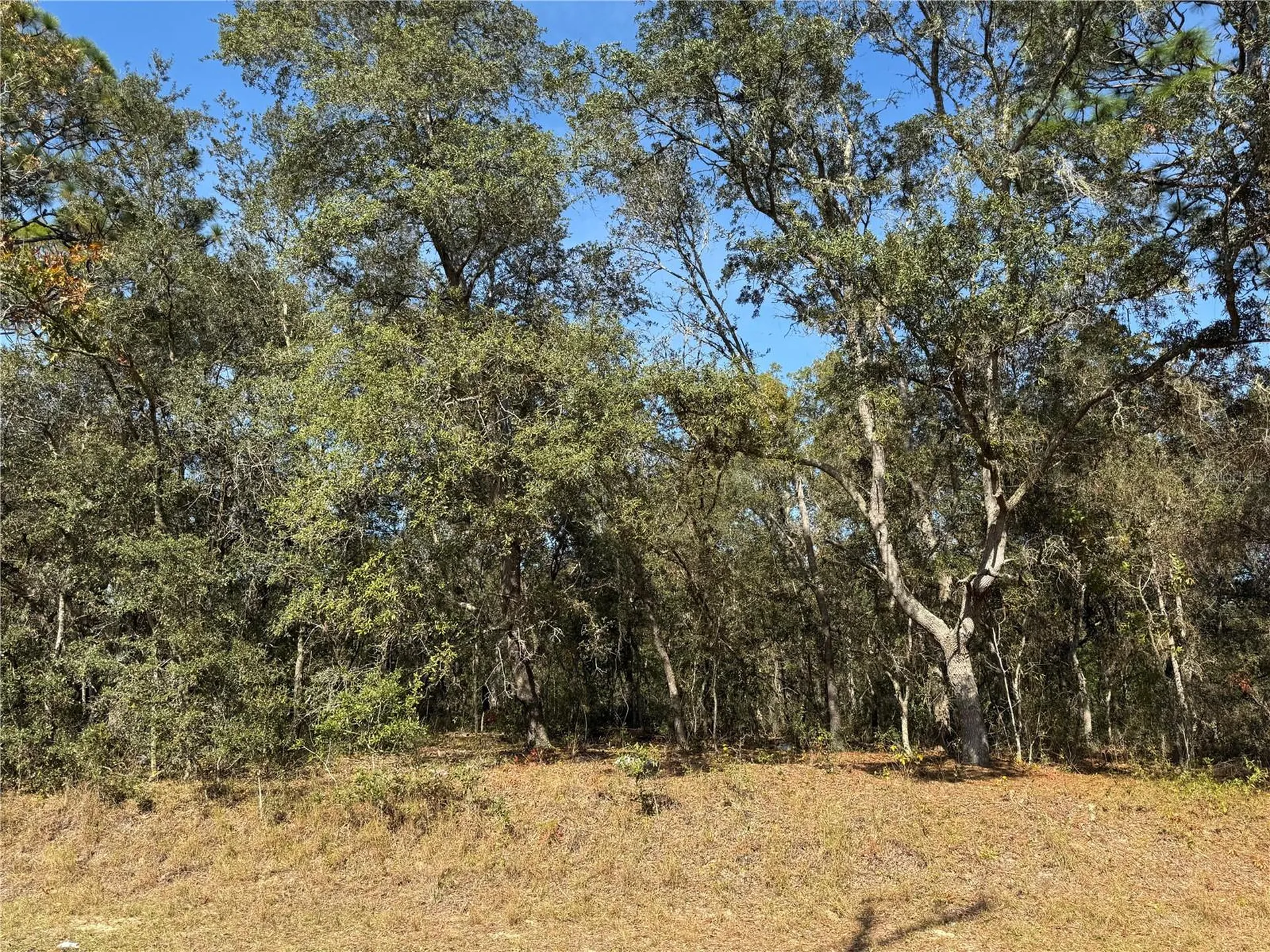 SE 115 Place Road Ocklawaha FL 32179
