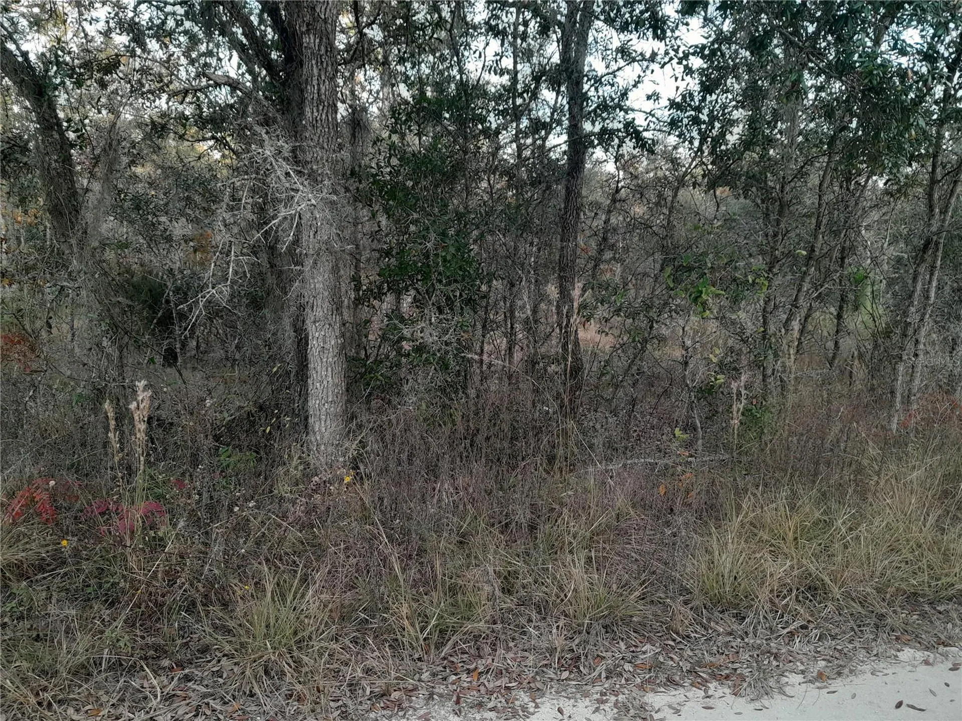1531 NE 123rd Avenue Williston FL 32696