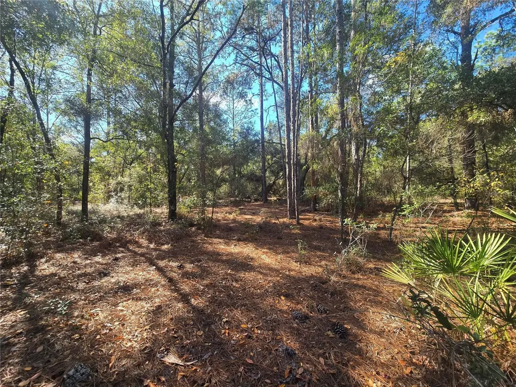 11370 N Ortega Point Dunnellon FL 34433