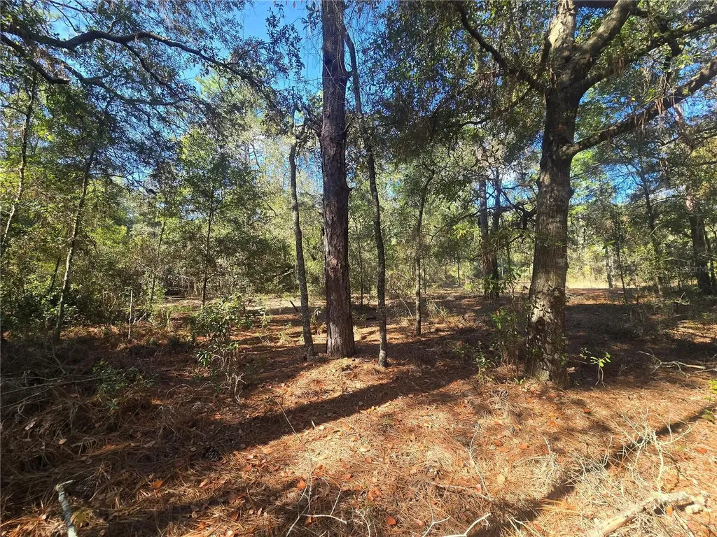 11370 N Ortega Point Dunnellon FL 34433