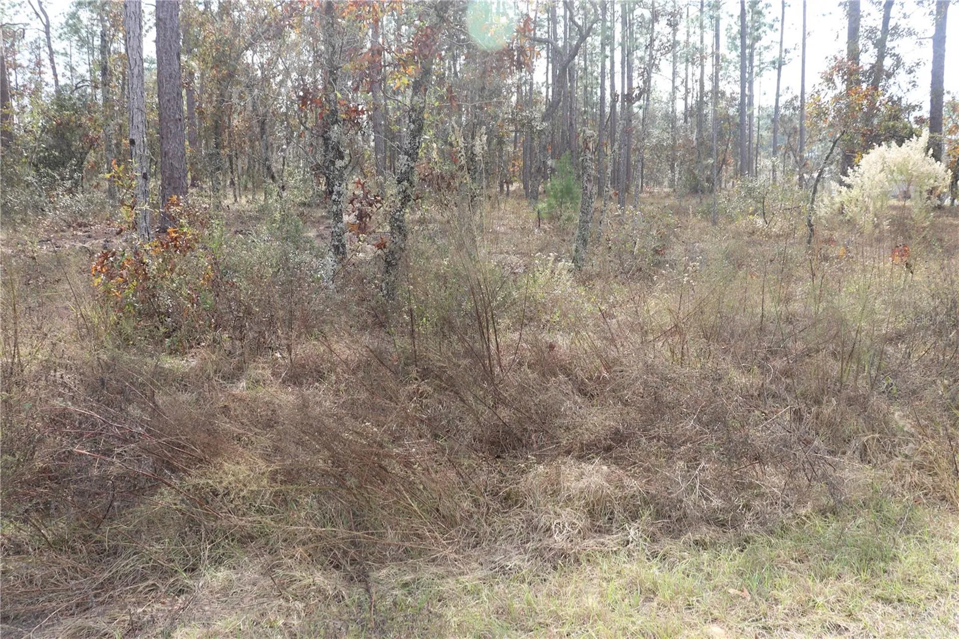00 Geranium Avenue Dunnellon FL 34431