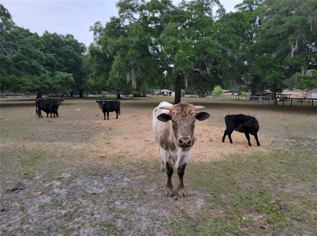 11419 Old Crystal River Road Brooksville FL 34601