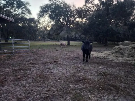 11419 Old Crystal River Road Brooksville FL 34601