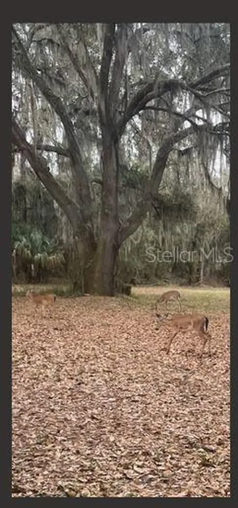 2203 Hidden Pond Road Plant City FL 33565