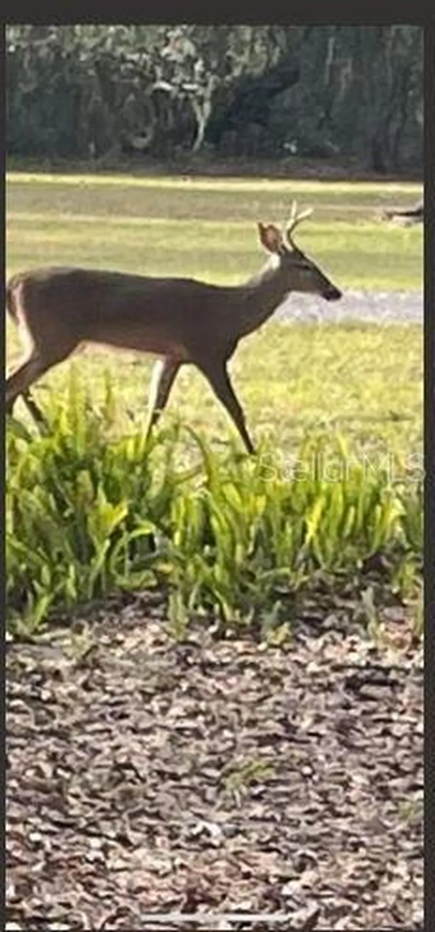 2203 Hidden Pond Road Plant City FL 33565