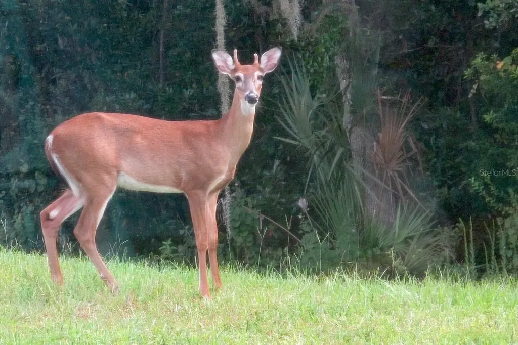 543 Via Vitale Court Kissimmee FL 34759