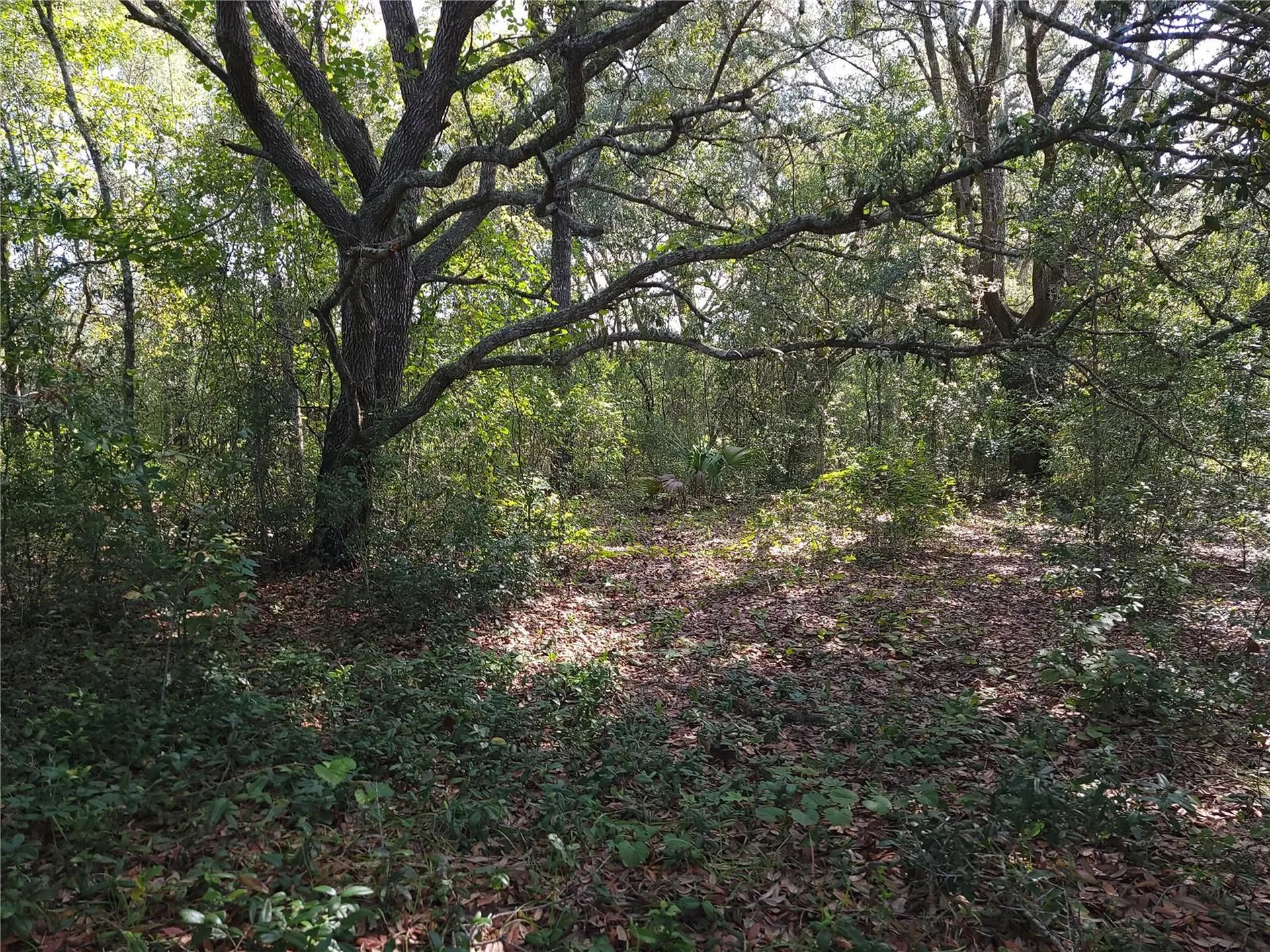 Lot 20 SE Fisher Lane Pass Ocklawaha FL 32179