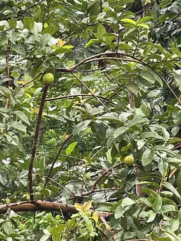 Caniaco Rio Abajo Strd 123, 8201 Sector Vendrel Utuado PR 00641