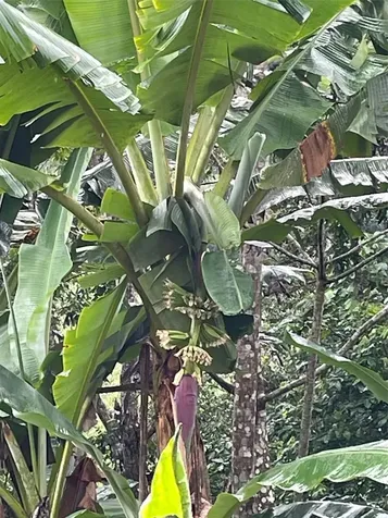 Caniaco Rio Abajo Strd 123, 8201 Sector Vendrel Utuado PR 00641