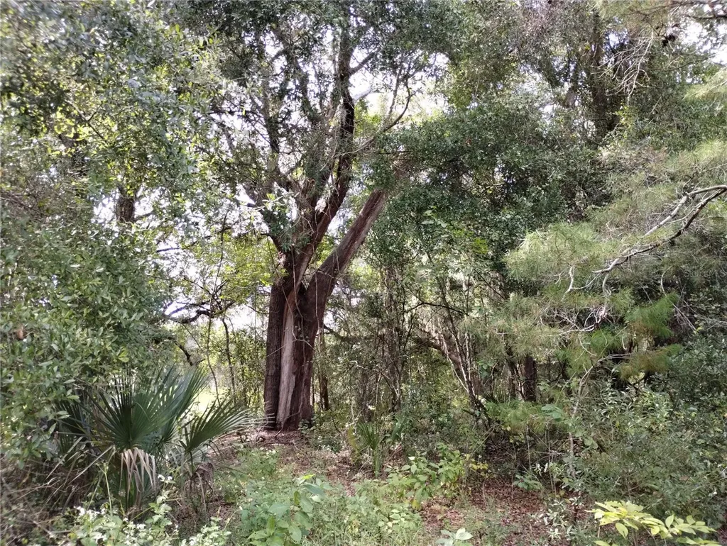 1826 SE 44th Place Bushnell FL 33513