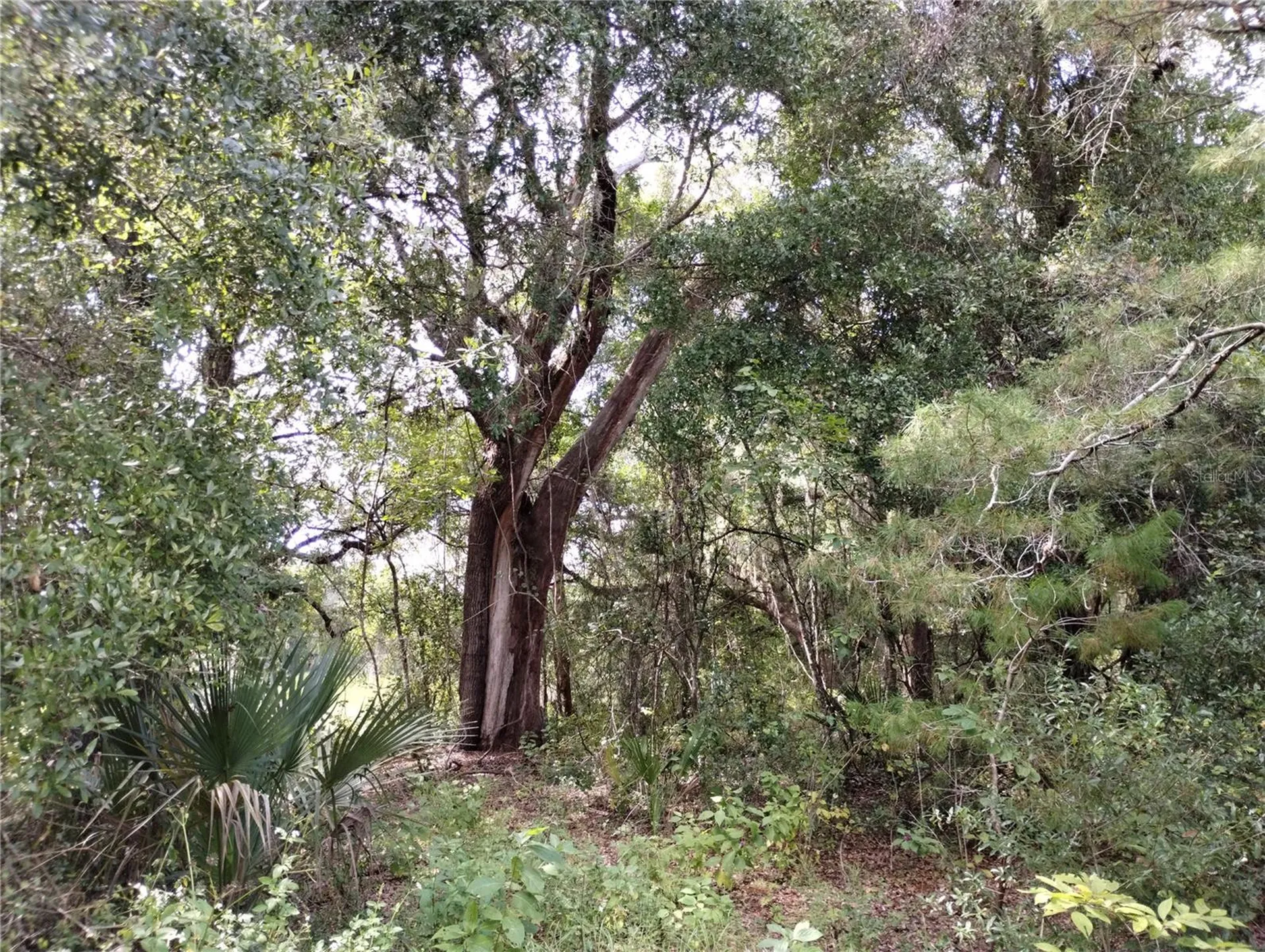 1826 SE 44th Place Bushnell FL 33513