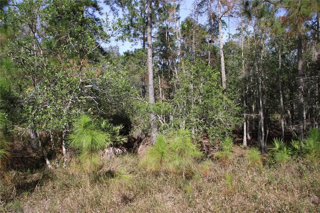 Duboise Drive Clermont FL 34711