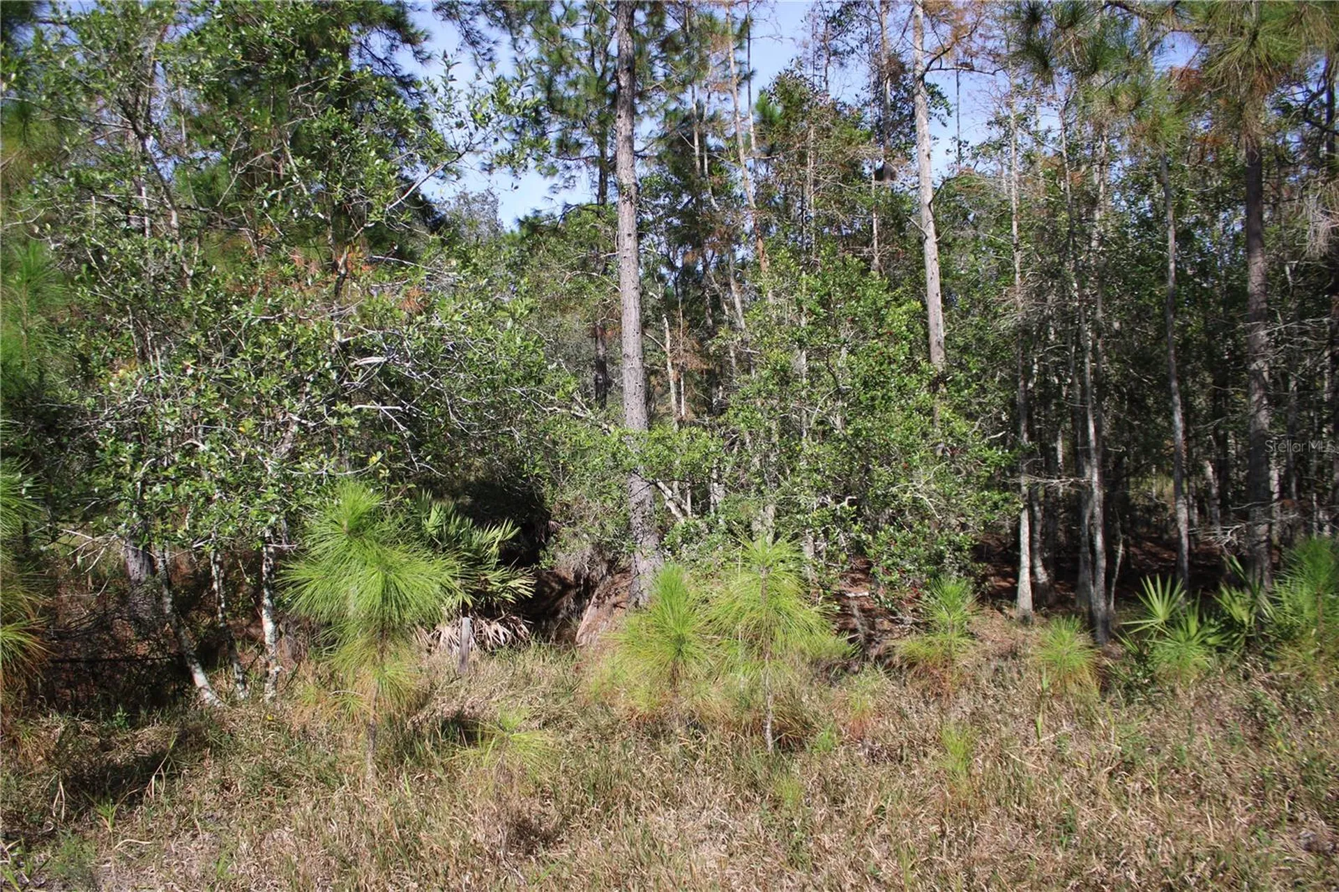 Duboise Drive Clermont FL 34711