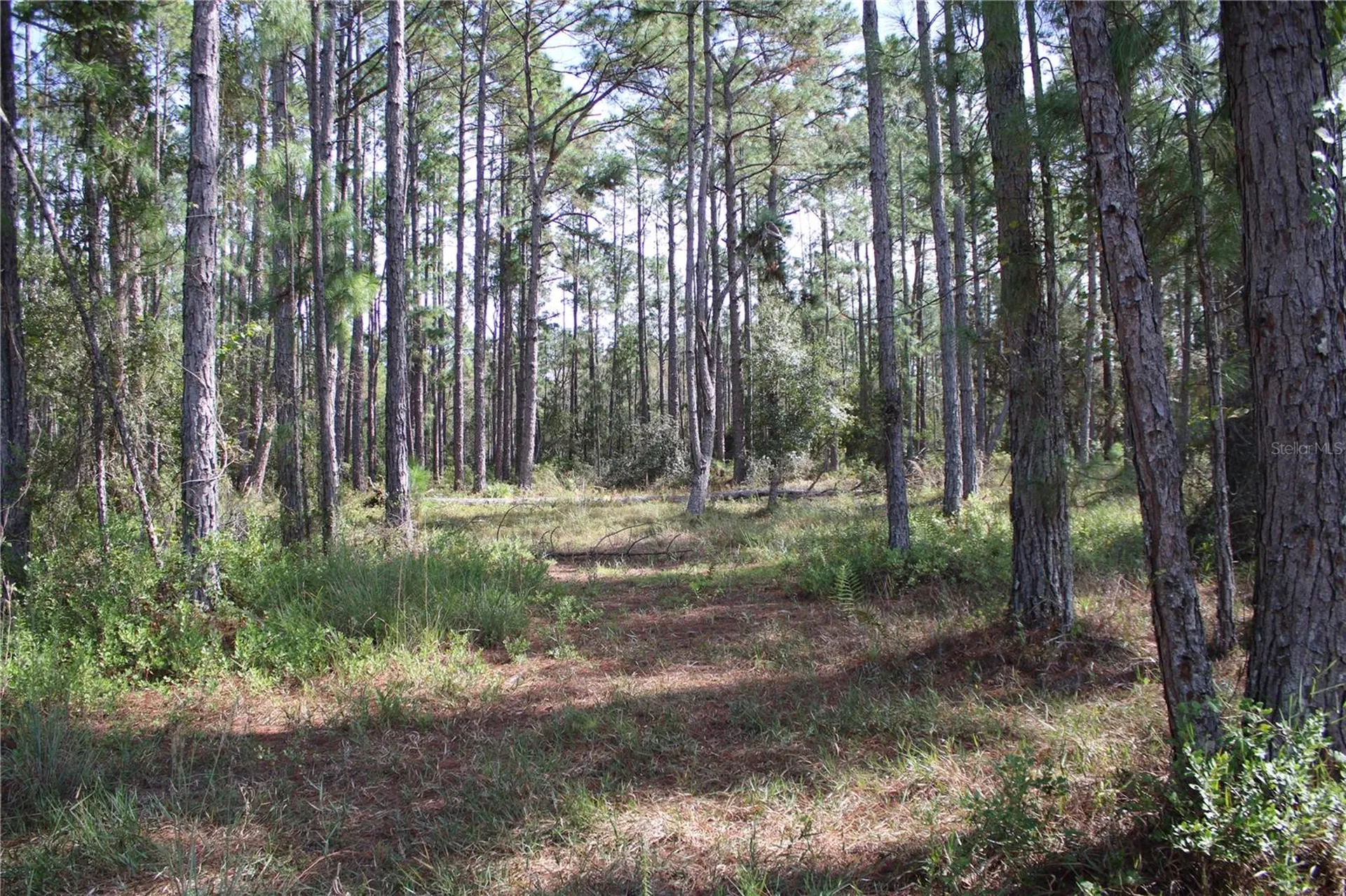 Duboise Drive Clermont FL 34711