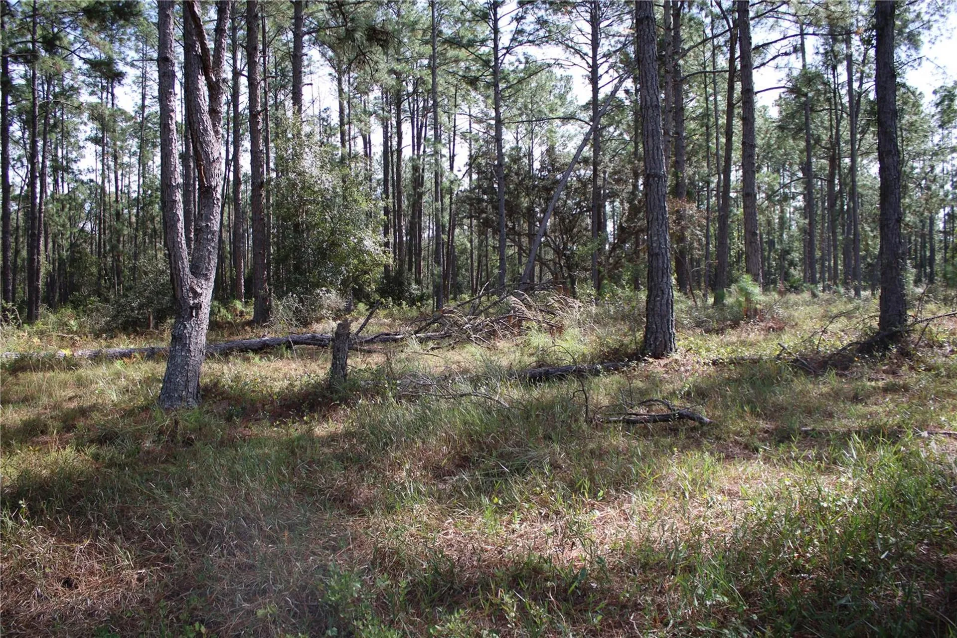Duboise Drive Clermont FL 34711