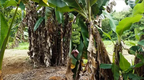 1 1 Bo Angeles, El Corcho Utuado PR 00641