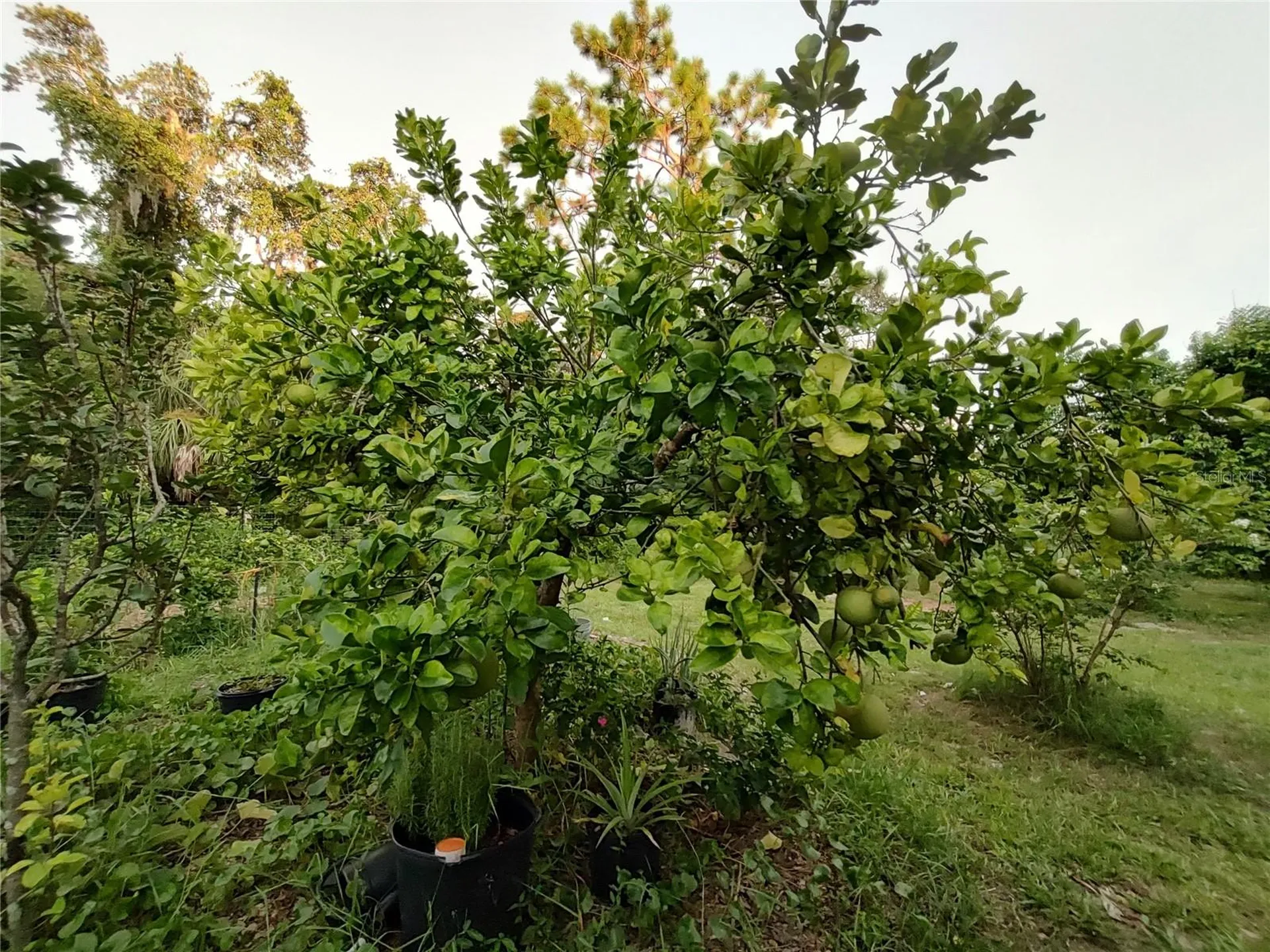 10342 Shady Drive Hudson FL 34669
