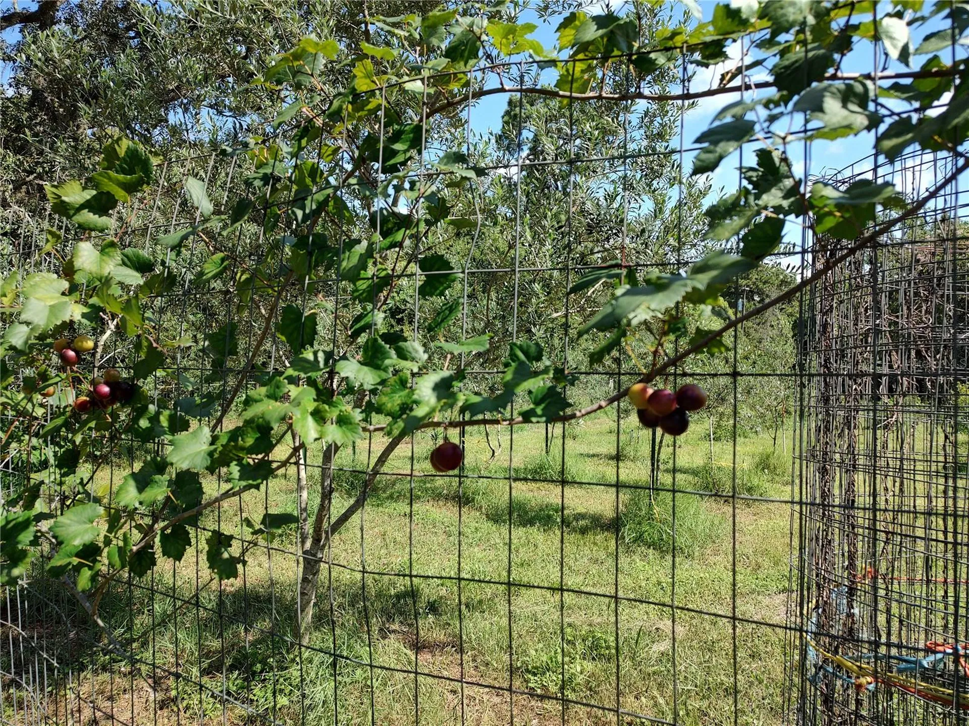 10342 Shady Drive Hudson FL 34669
