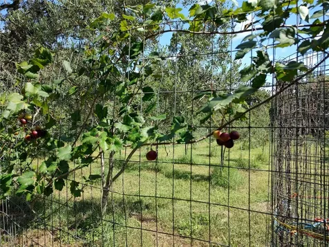 10342 Shady Drive Hudson FL 34669