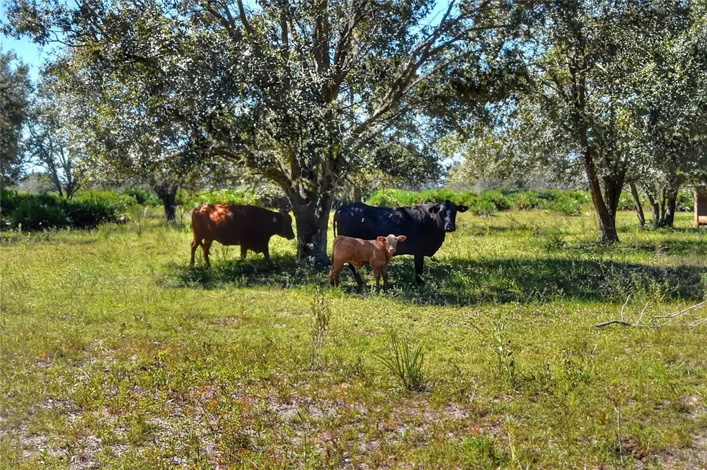 46891 Farabee Road Punta Gorda FL 33982