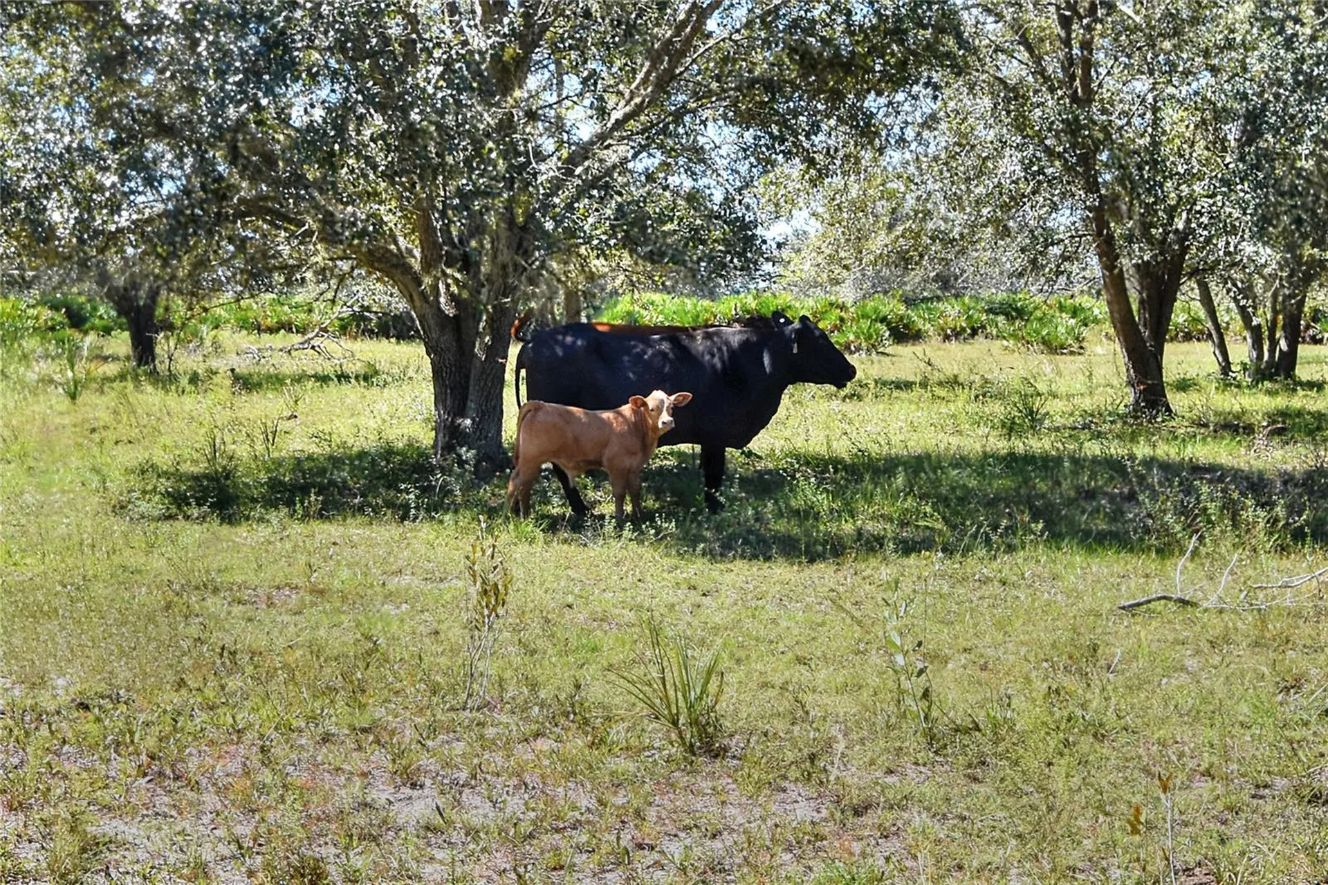 46891 Farabee Road Punta Gorda FL 33982