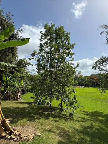 LOT-1 Estancias De Beatriz Dev., Beatriz Ward Cayey PR 00736