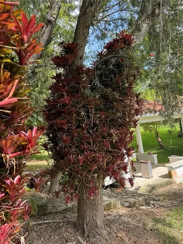 LOT-1 Estancias De Beatriz Dev., Beatriz Ward Cayey PR 00736