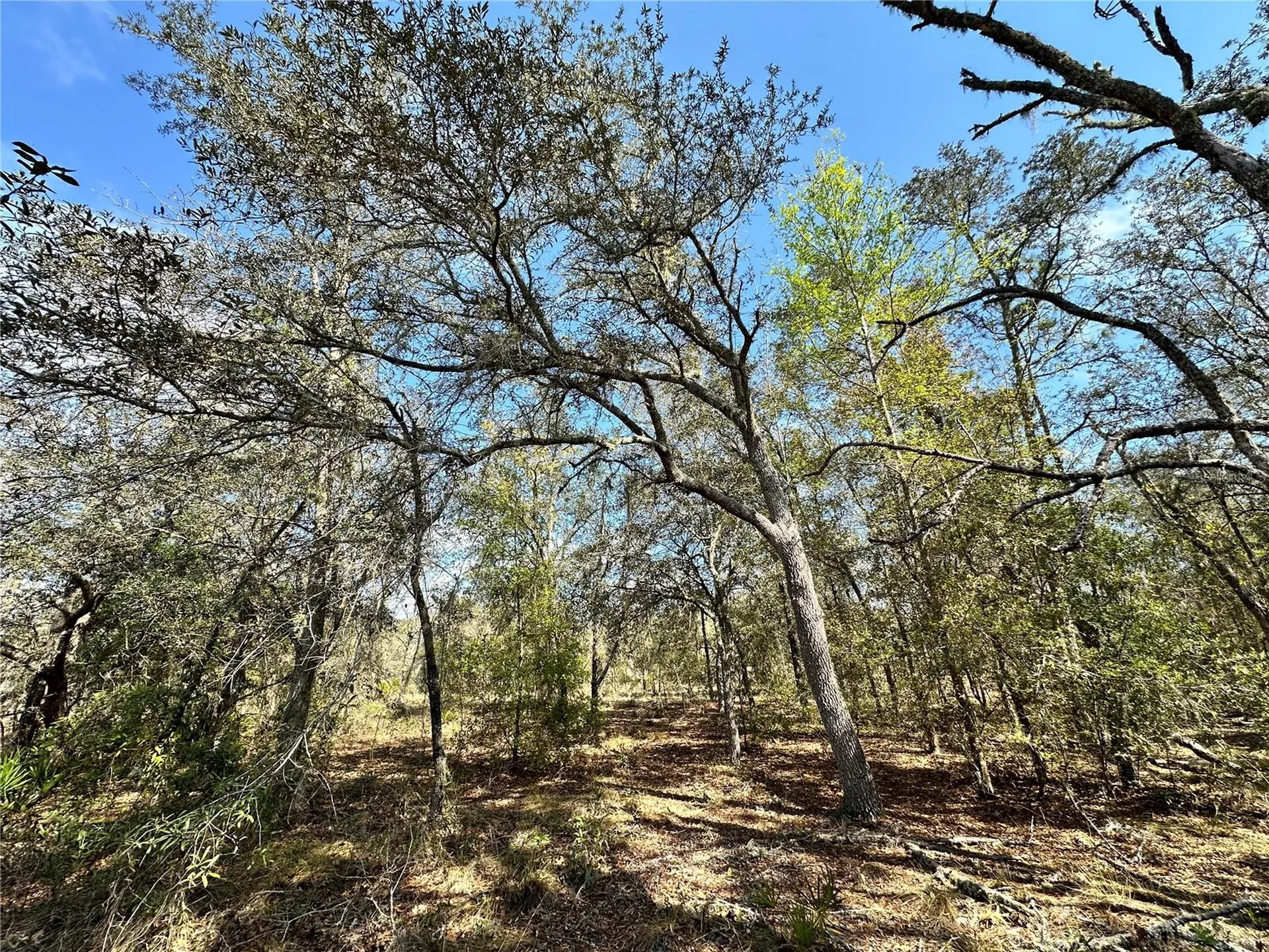 Tbd NE 68th Place Bronson FL 32621