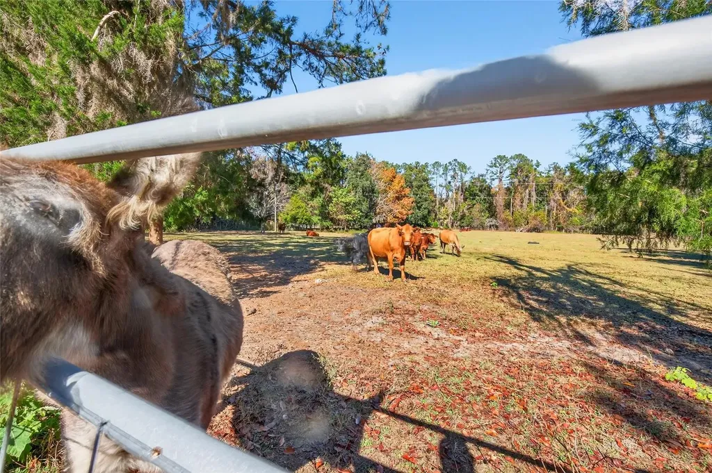 15340 NW 65th Avenue Road Reddick FL 32686